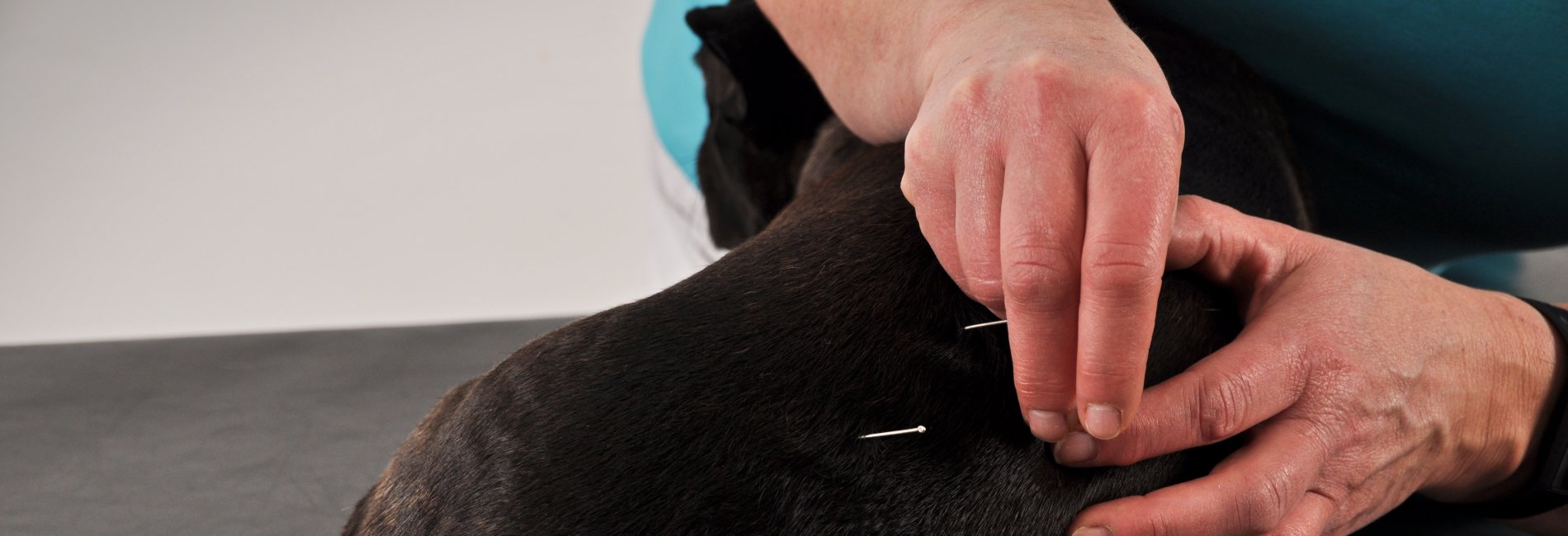 Hund bekommt Akupunktur