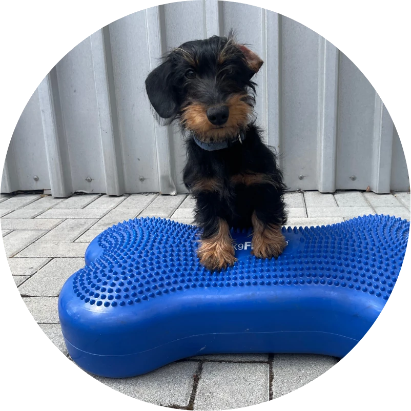 Kleiner Hund auf blauen aufgeblasenen Kissen, der wie ein Hundeknochen aussieht und oben Noppen hat
