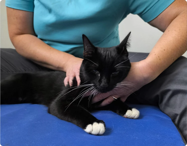 lösen & entspannen - Eine schwarze Katze mit weißen Pfoten wird von der Therapeutin behandelt.