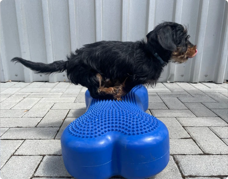 mobilisieren & fit werden - Ein kleiner Hund springt über ein blaues Kissen in der Form eines Knochens mit Noppen oben drauf.