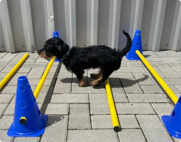 PhysioFit Kursangebote - Ein Hund springt über unterschiedliche Hindernisse